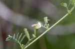 Sticky jointvetch